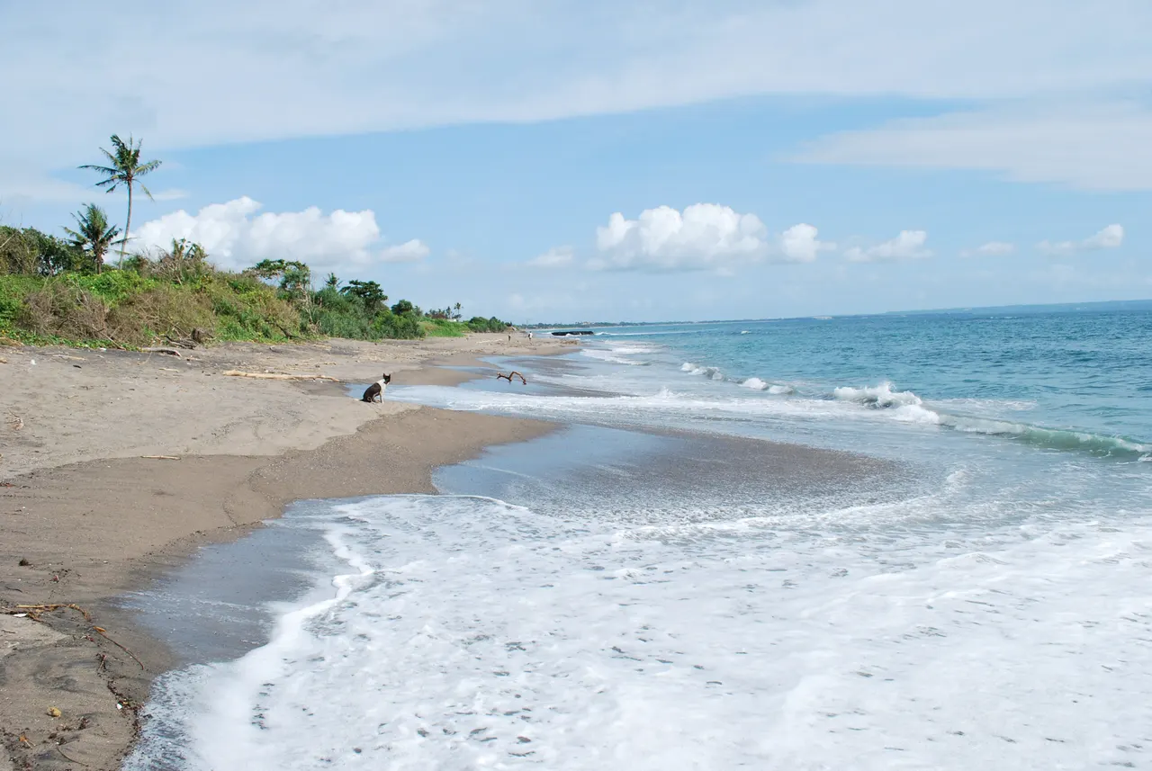 Surf washing over the dark volcanic sand of Canggu Beach in south Bali, with palm trees along the shore.