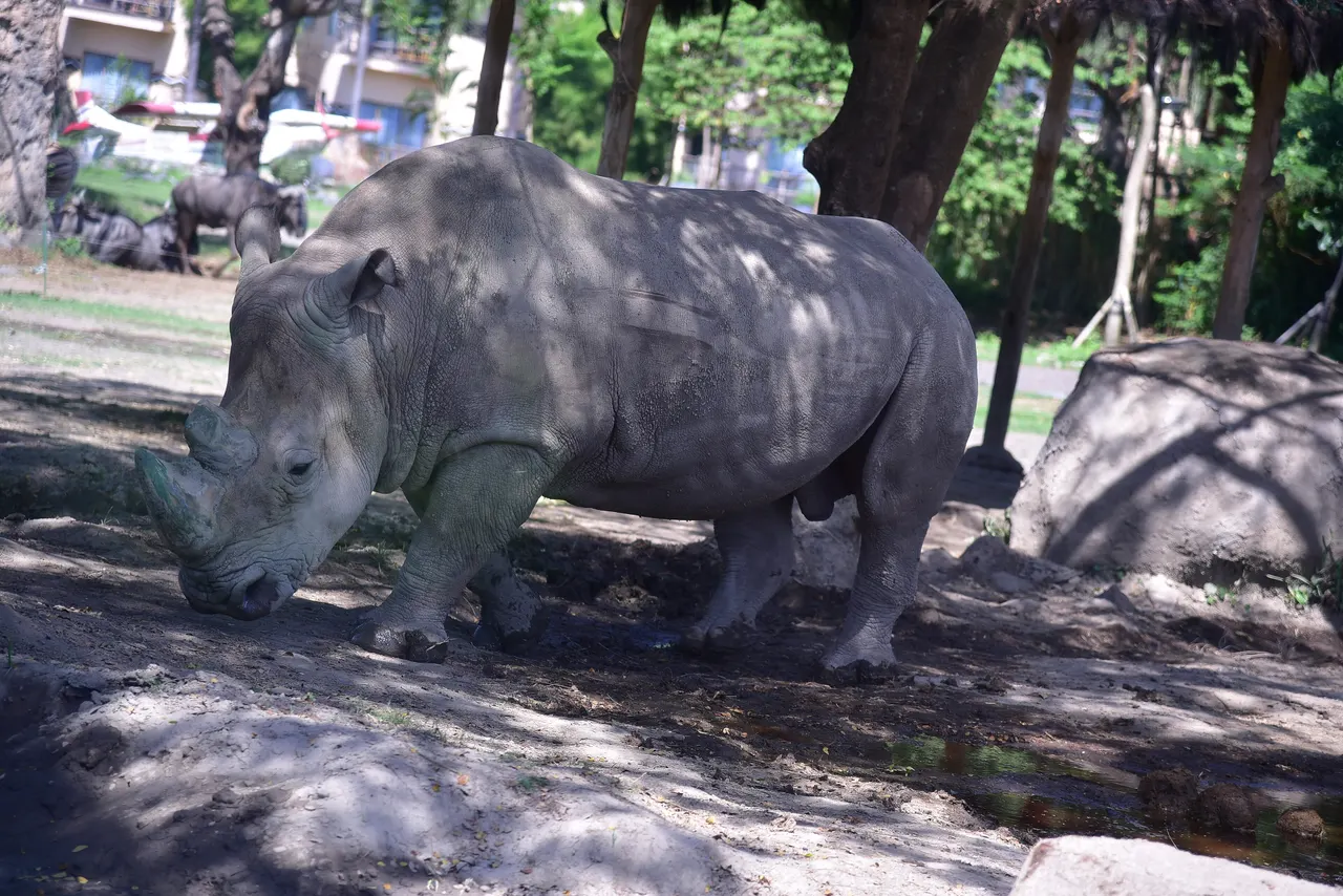 A white rhinoceros standing in dappled shade at Bali Safari and Marine Park, with wildebeest grazing behind.